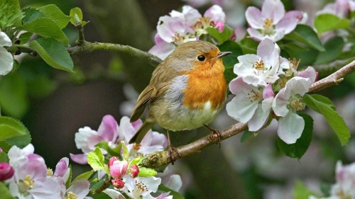 printemps oiseau fleur.jpg